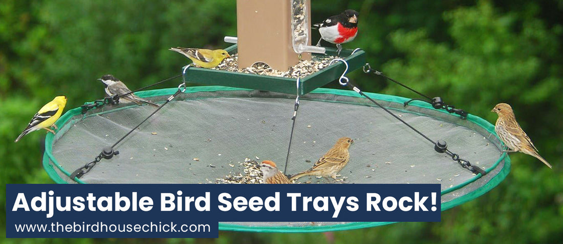 New Twist on Bird Seed Trays