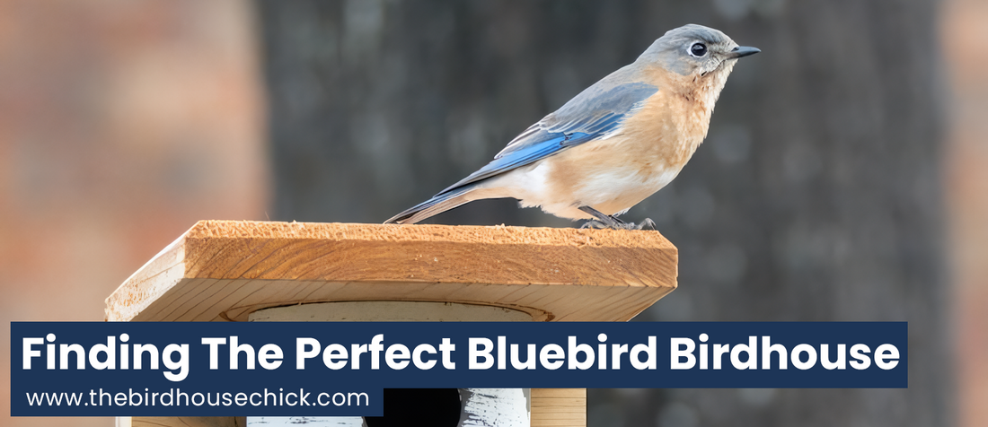 New Year - New Bluebird Birdhouse