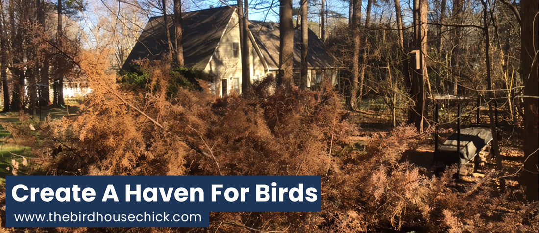Offer Birds Shelter Beyond Birdhouses