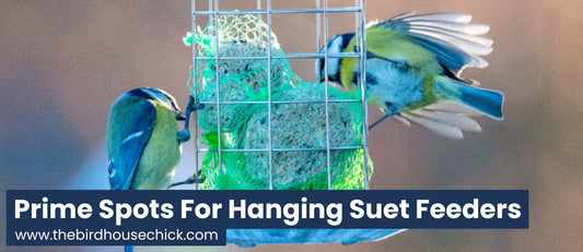 Where to hang a suet feeder?