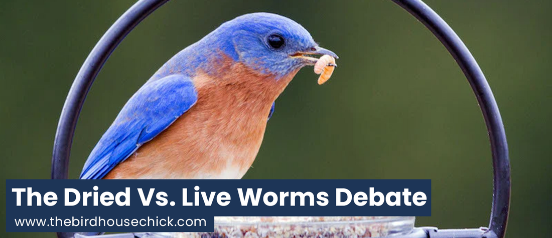 Should I Feed Dried or Live Mealworms for Bluebirds?