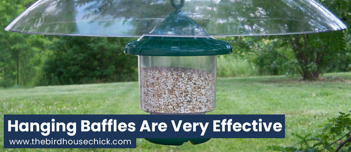 Squirrel Baffles Really Do Work – The Birdhouse Chick