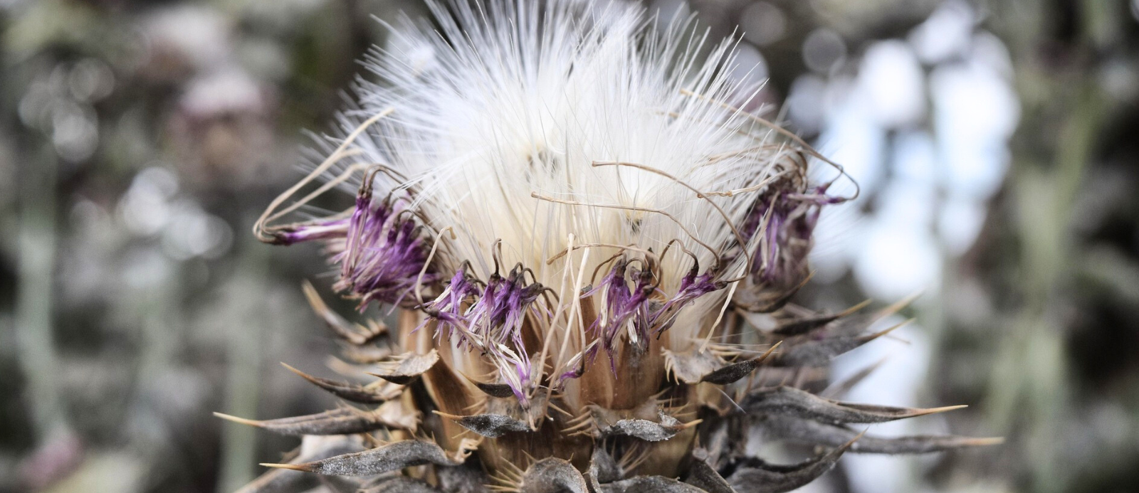 How To Feed Thistle Seed To Birds: Step-by-Step Instructions