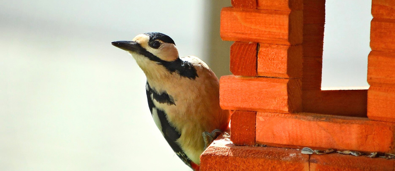 Woodpecker perched on a red wooden birdhouse with text overlay about the right place for a woodpecker house