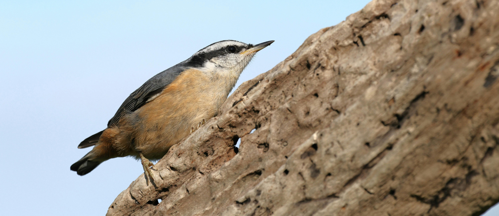 Nuthatch bird on a tree trunk