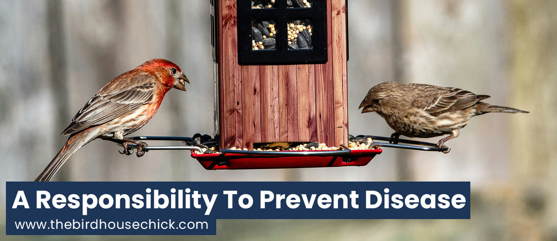 The Importance of Clean Bird Feeding