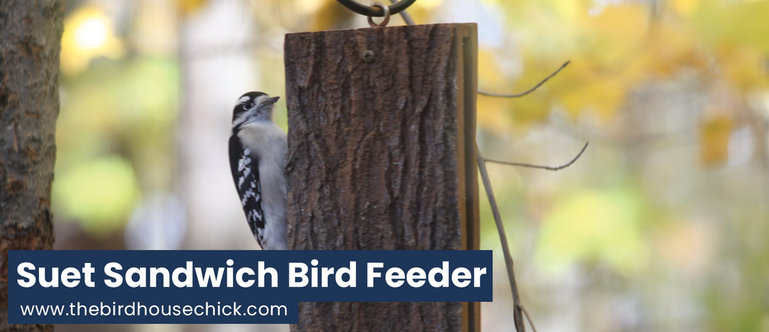 This Winter Super-Food Requires No Bird Feeder!