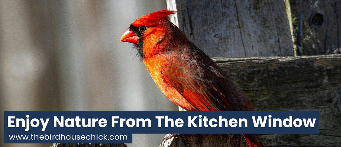 Tips for Attracting Wild Birds
