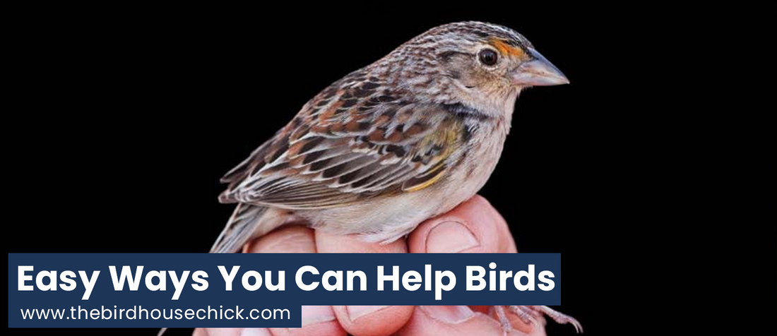 Traffic Sparse at Your Bird Feeders?