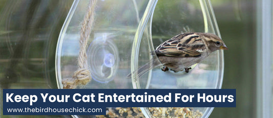 Try a Window Bird Feeder... for Your Cat!