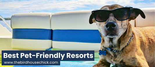Upscale Pet Friendly Hotels in New York and Miami