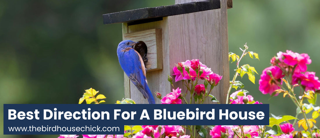 What direction should the bluebird house face?