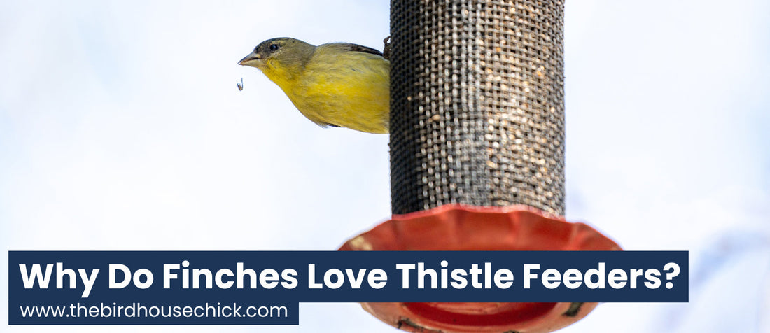 What is a thistle feeder?