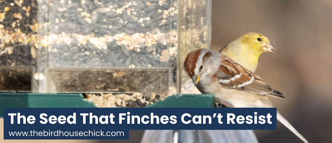 What is a thistle seed for birds?