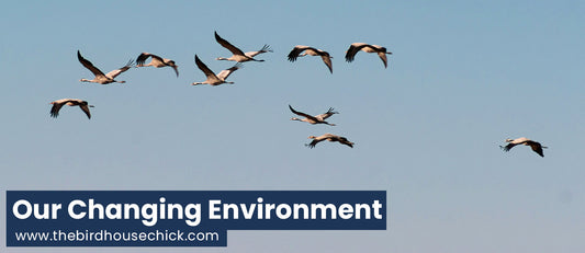 What's the Difference with 2016 Great Backyard Bird Count?