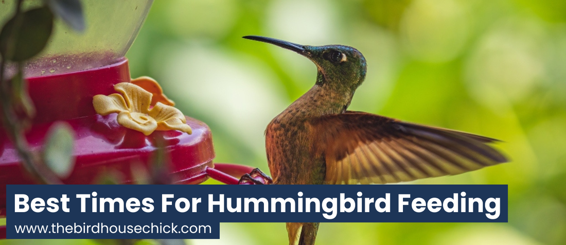 When hummingbirds feed?