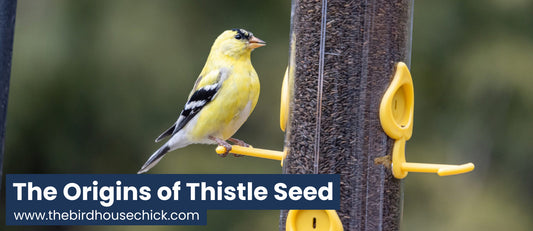 Where does thistle seed come from?