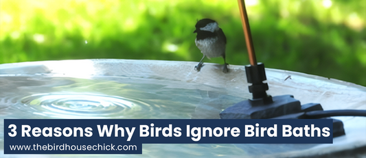 Why Birds Aren't Using Your New Bird Bath