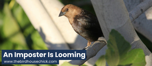 Wicked April Fool's by Mother Nature - The Cowbird's Antics