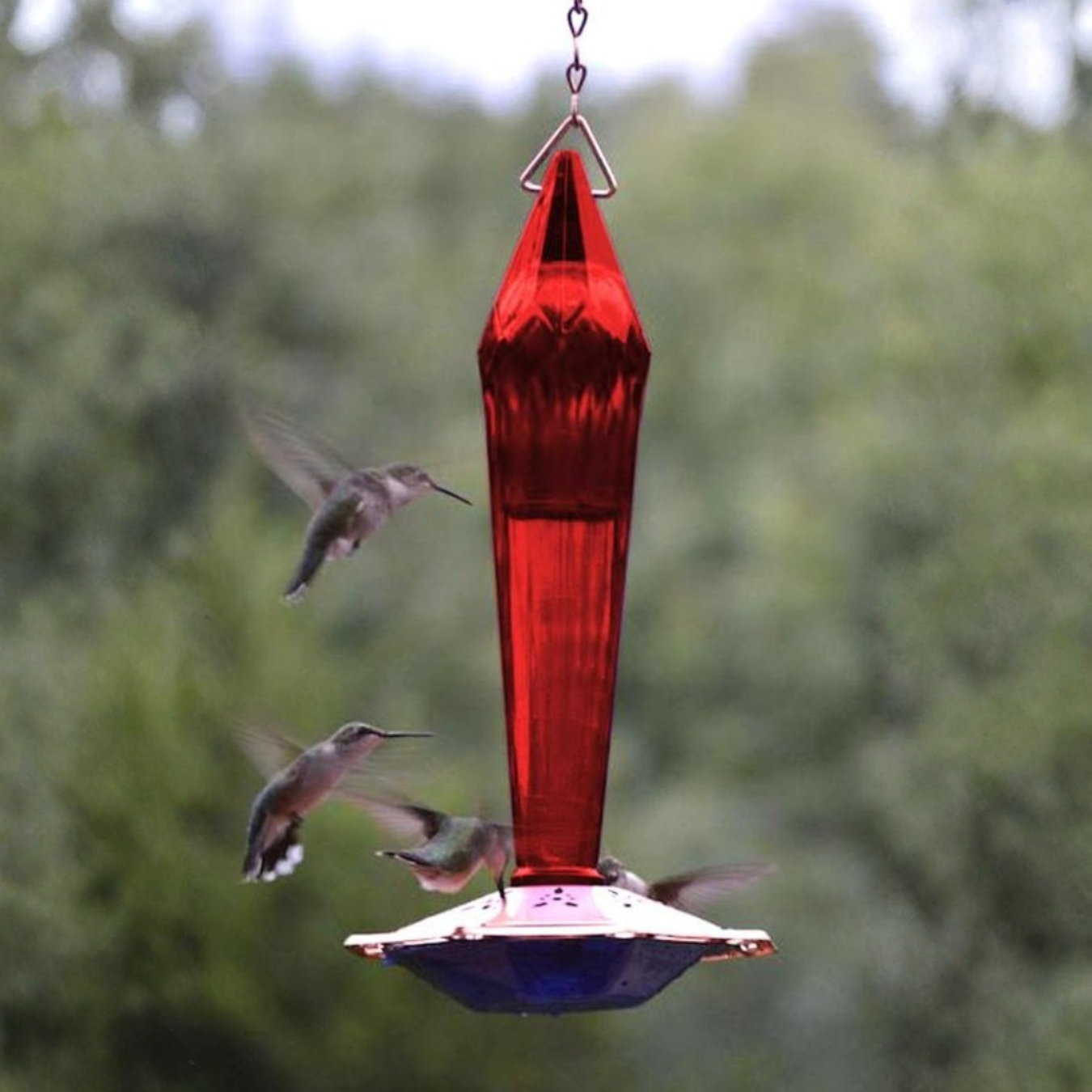 Bird Feeder Best Sellers