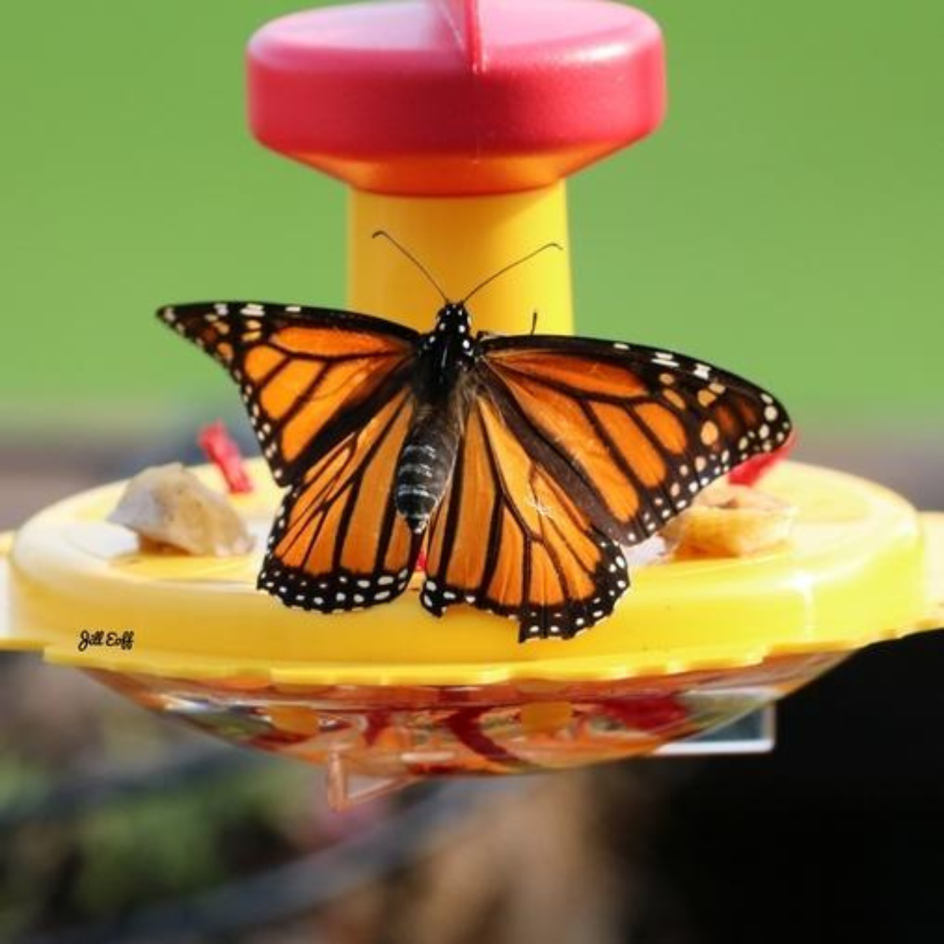butterfly feeder with monarch butterfly feeding