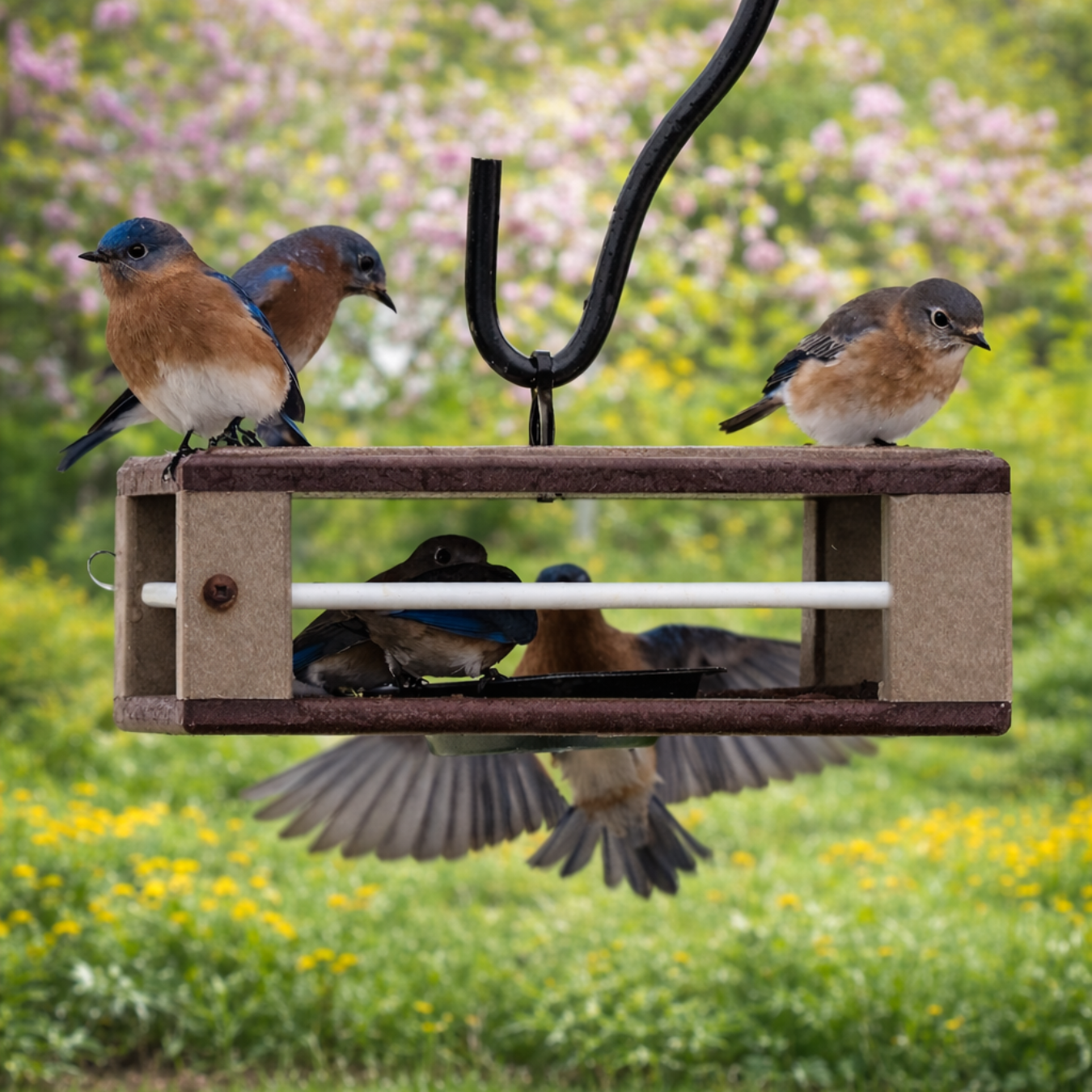bluebirds surrounding the Gilbertson Hanging Bluebird Feeder and greenery background with flowers