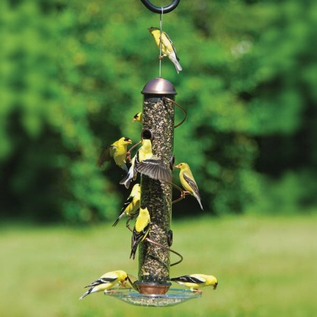 Best Sellers - Feathered Favorites