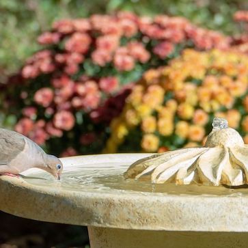 Fountain Bird Baths