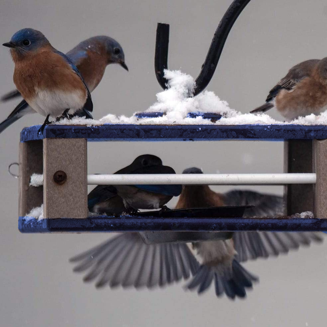 Bluebirds