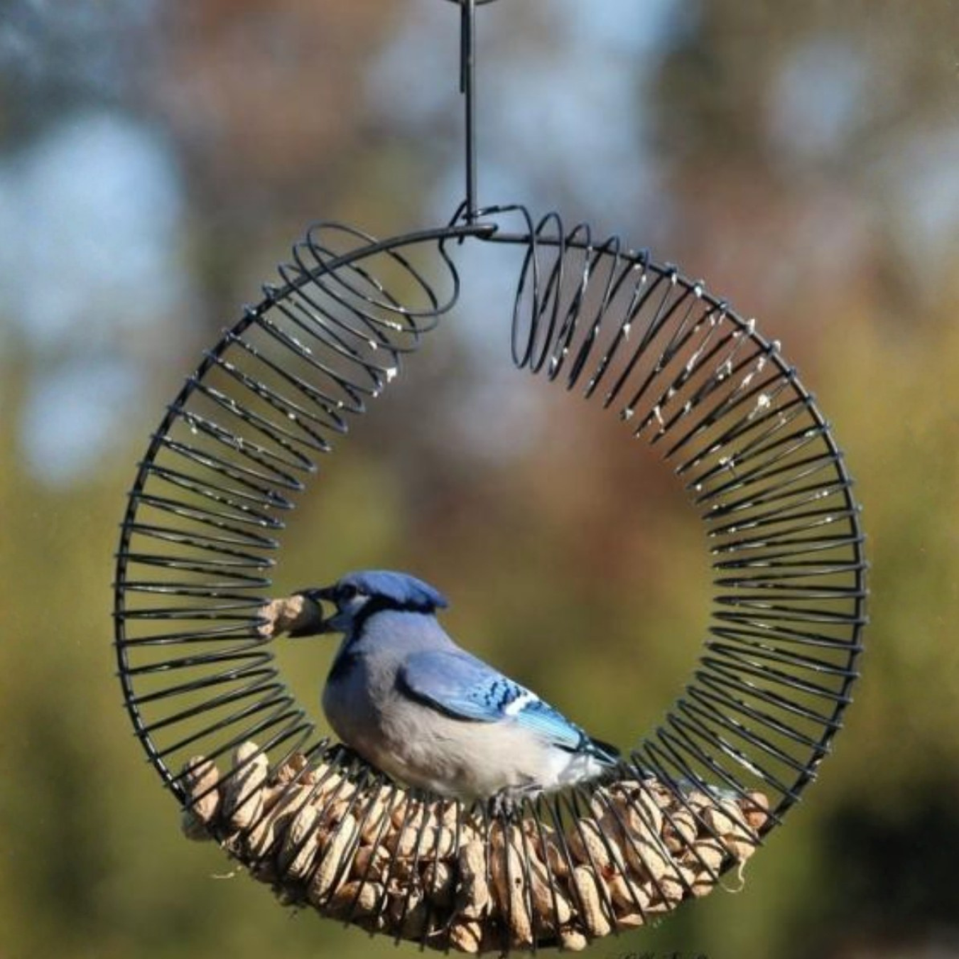 Peanut Feeders for Birds