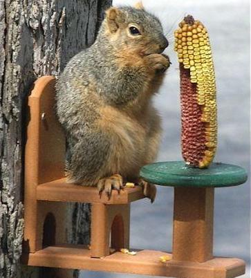 Squirrel Houses & Feeders
