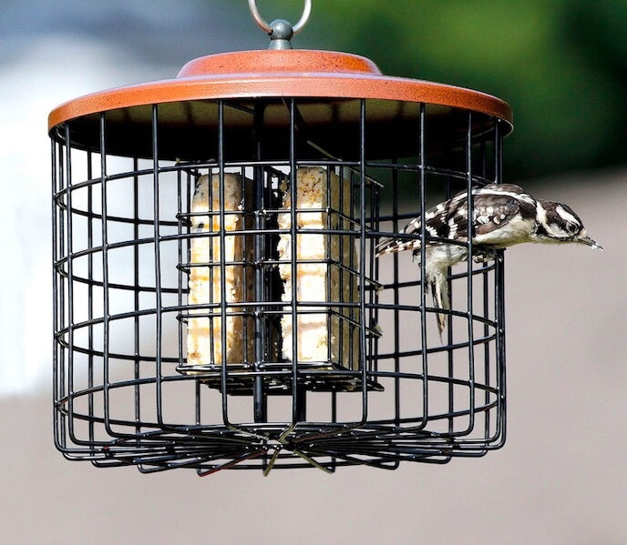 Wildlife Feeders