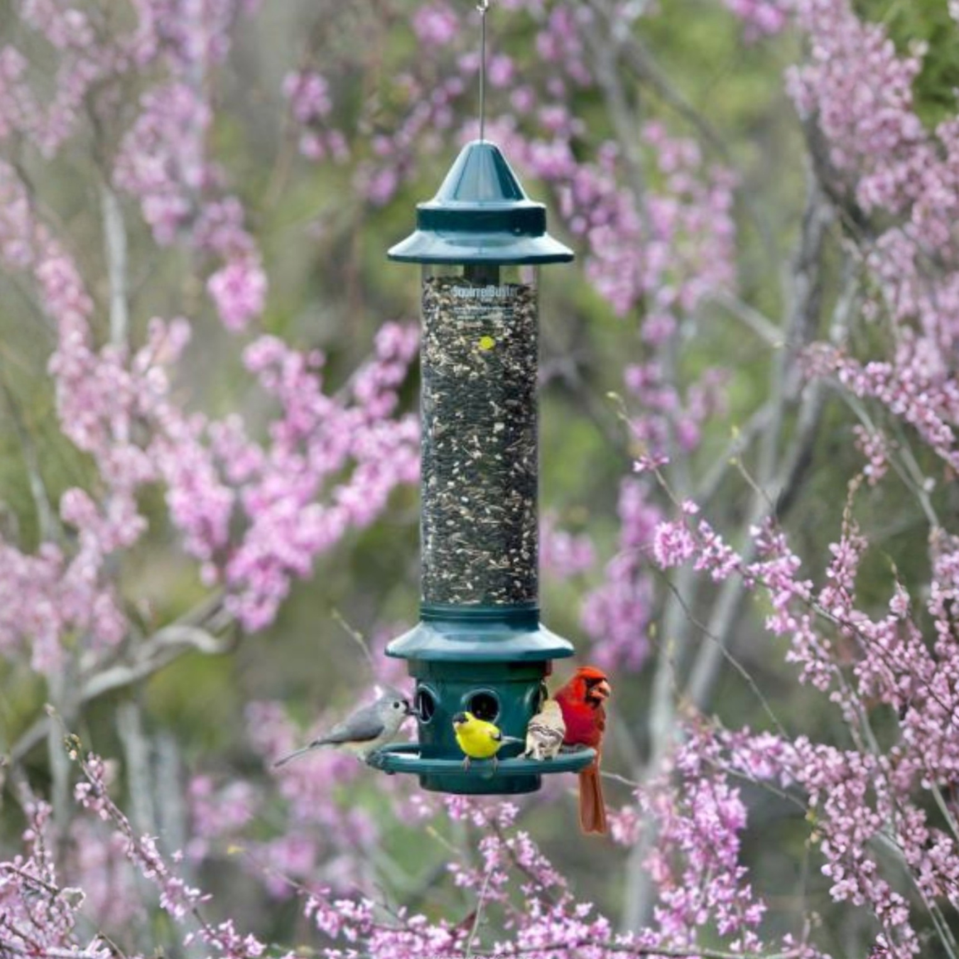 Squirrel Proof Bird Feeders