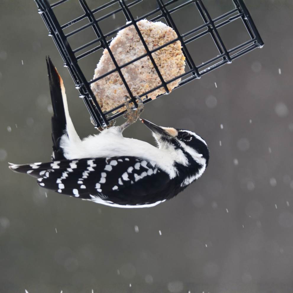 Suet Feeders