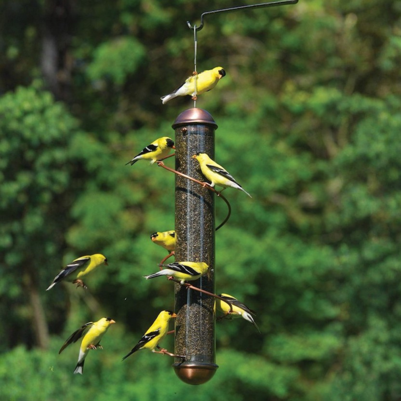 Thistle Feeders for Birds