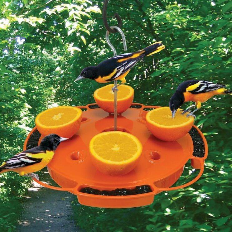 Ultimate Oriole Orange Feeder