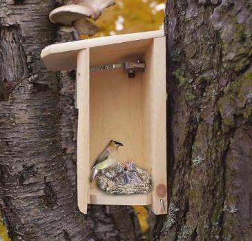 bird camera in a birdhouse