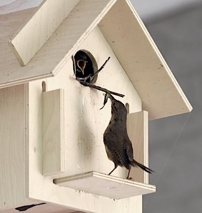 birdhouse kits for kids and adults