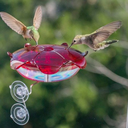 Birding Gifts Under $30