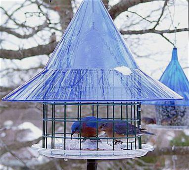 Bluebird Feeders