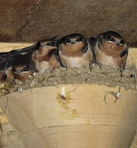 Nesting Material