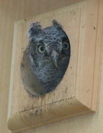 owl in an owl house
