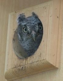 Owl Houses and Owl Boxes
