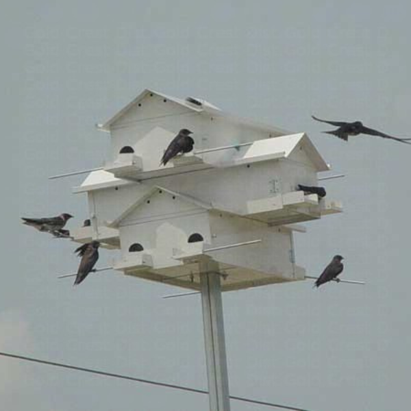White birdhouse with multiple birds perched on it against a gray sky