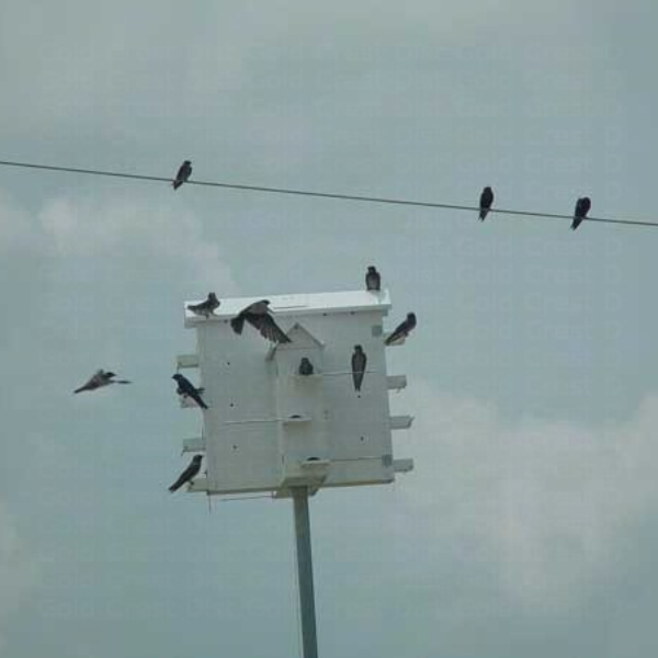 Birds perched on a white birdhouse against a cloudy sky.