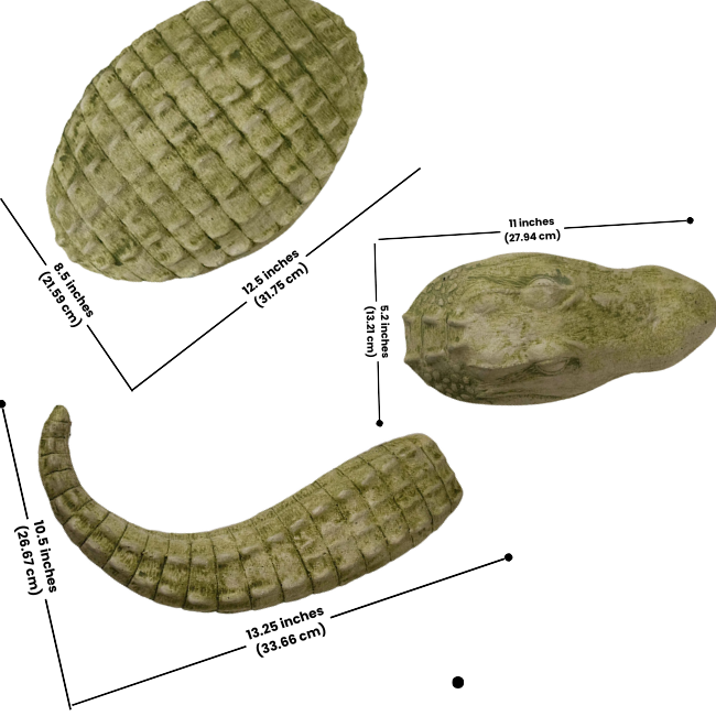 A labeled diagram showing the individual dimensions of the alligator head, body, and tail sections for accurate sizing.