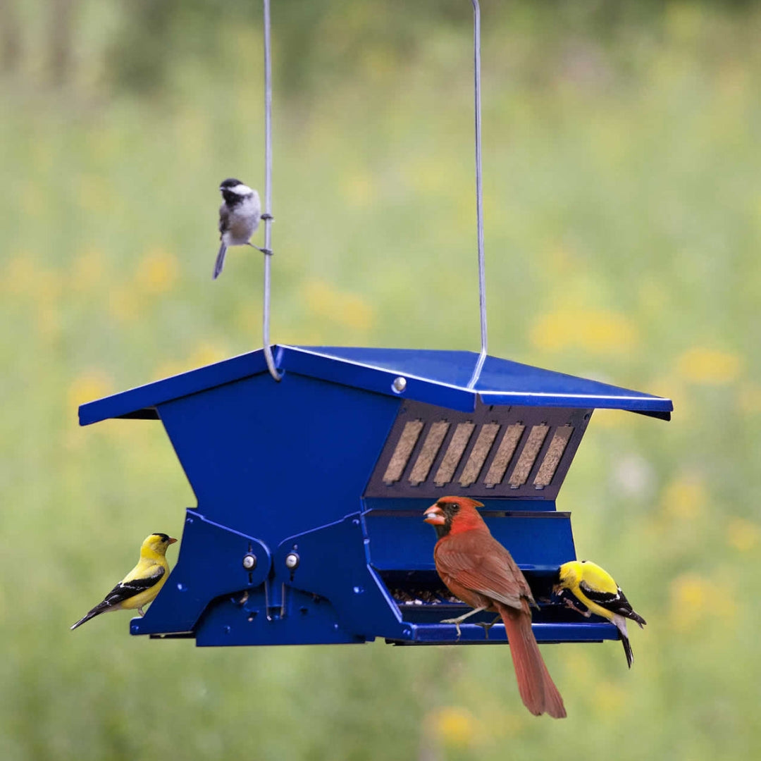 Absolute II Double Sided Bird Feeder in Electric Blue, featuring a durable, squirrel-resistant design for hassle-free birdwatching