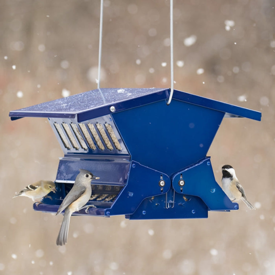 Absolute II Double Sided Bird Feeder in Electric Blue, featuring a durable, squirrel-resistant design for hassle-free birdwatching