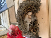 Barn Swallow Nest with 5 eggs