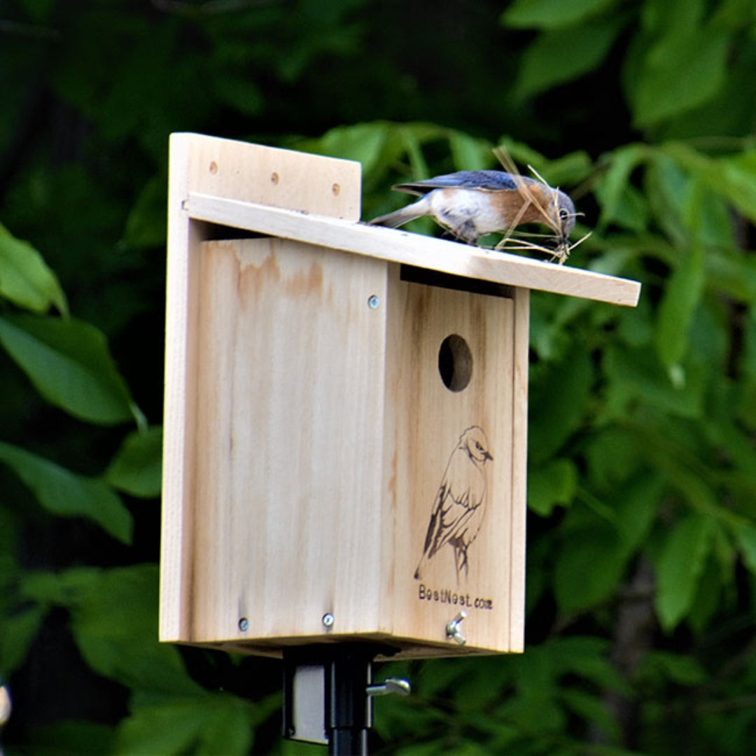 BestNest Seasonal Bluebird House, a versatile nesting box designed to attract bluebirds and provide shelter through every season